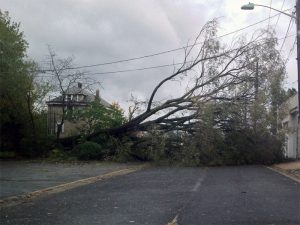 A tree down blocking a road - a common scene after Hurricane Sandy devastated the Northeast. A tree down blocking a road - a common scene after Hurricane Sandy devastated the Northeast.